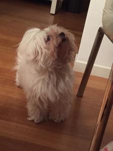 15541303_1294814203894022_7199043836647090162_n